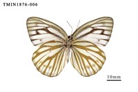 黑脈粉蝶藏品圖，第3張